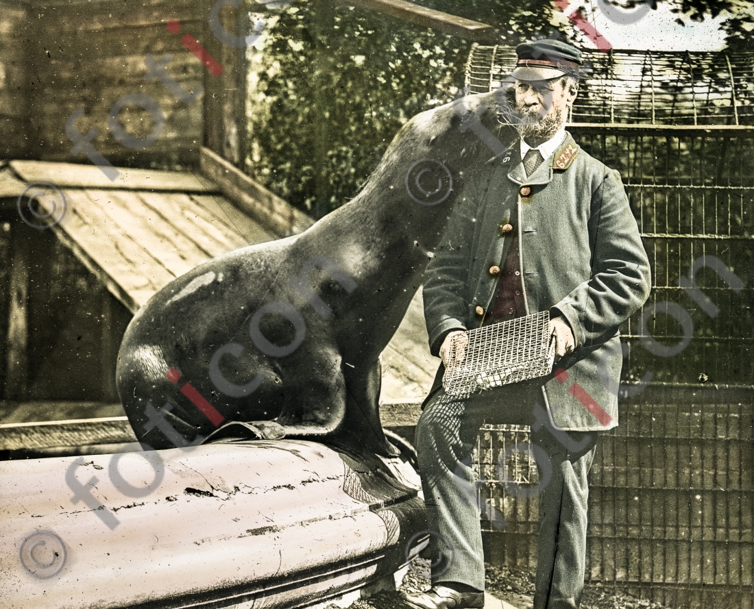 Küssender Seelöwe | Kissing Sea Lion - Foto foticon-simon-167-041.jpg | foticon.de - Bilddatenbank für Motive aus Geschichte und Kultur